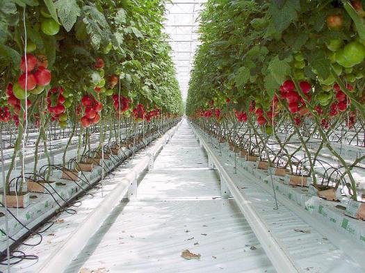 cultivo de tomate holandés